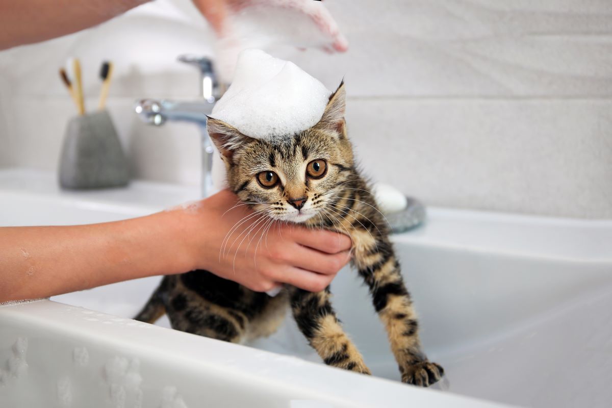 子猫をお風呂に入れてもいいの？必要な準備や上手な入れ方を解説