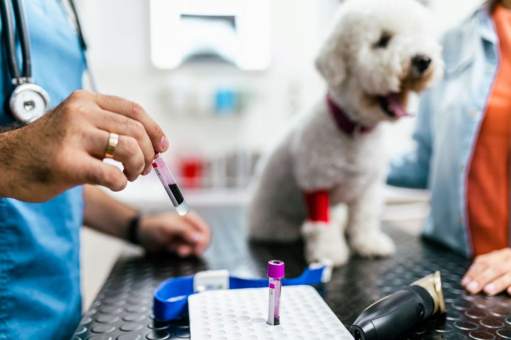 【獣医師監修】犬の貧血の原因と治療について。知っておきたいポイント