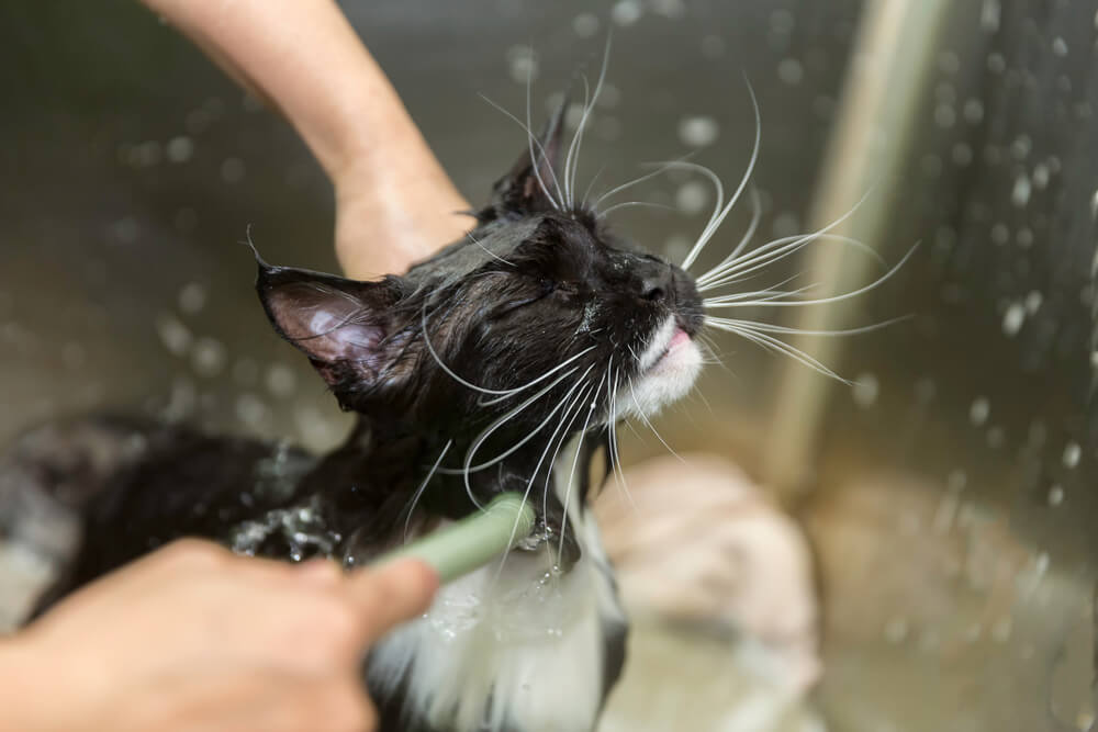 子猫のお風呂の開始時期