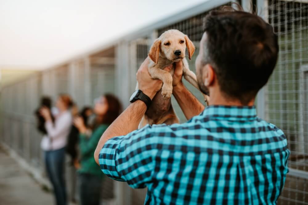 保護犬はどこで迎えられるのか