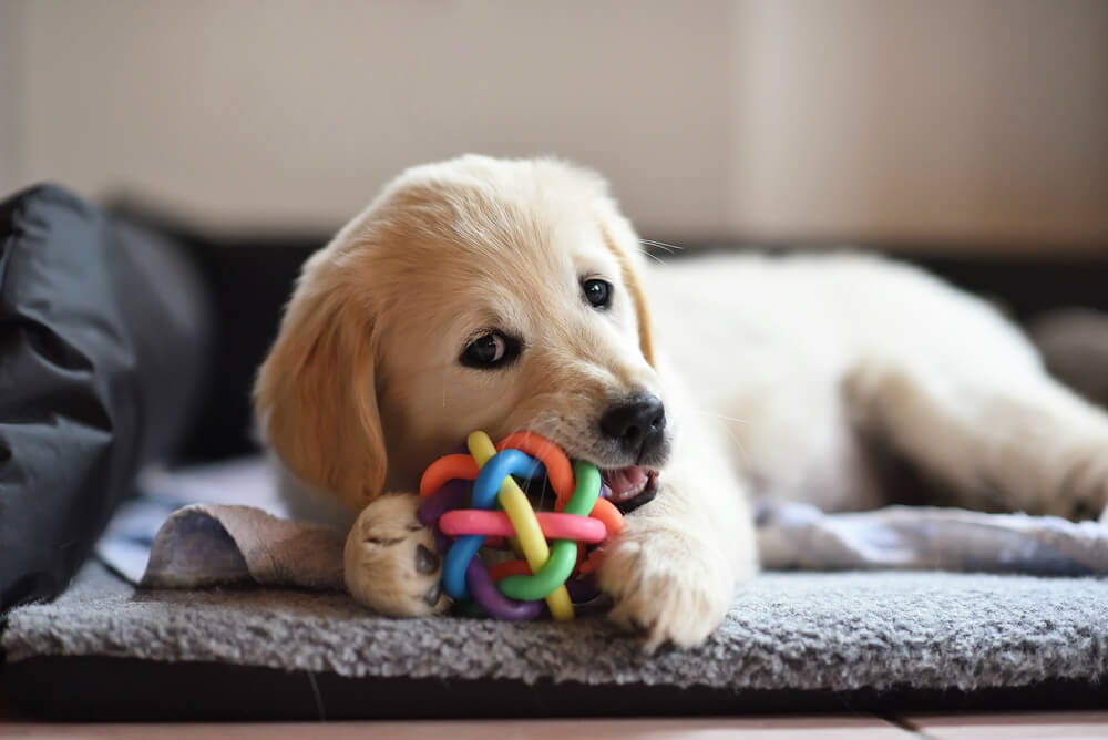 子犬の甘噛みの原因