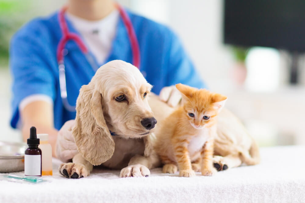 ペットの治療費はいくらかかる？