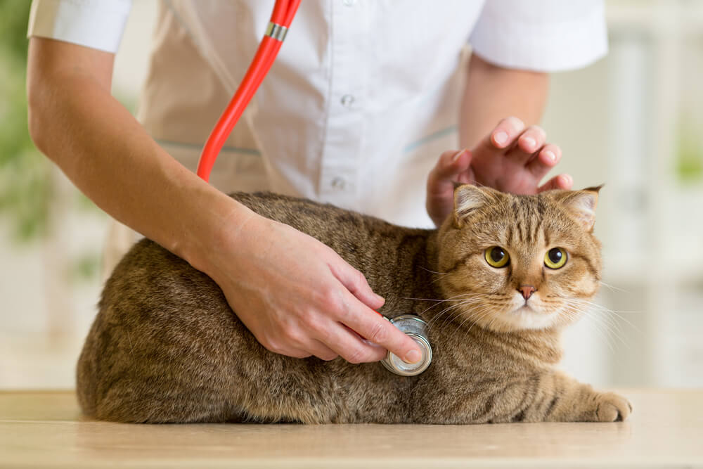 猫の予防接種はどんな感染症に効果があるの？