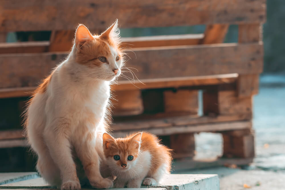 野良猫を迎え入れる