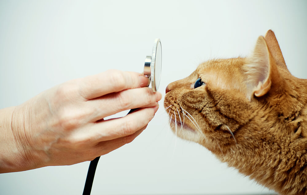 猫の病気の治療にかかる費用は動物病院によって違う