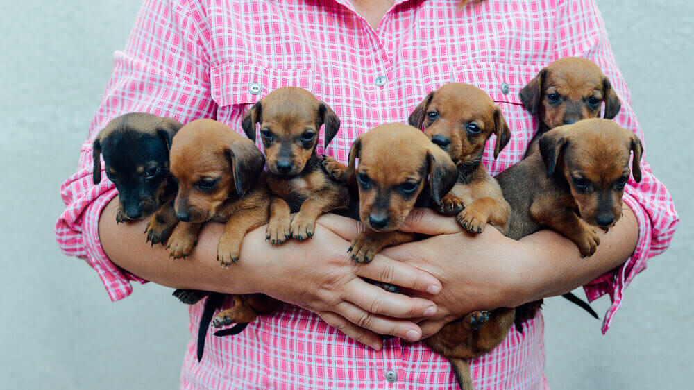 子犬同士を多頭飼育する時に気をつけること