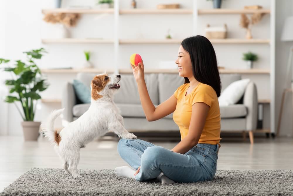 子犬に噛ませない環境づくり