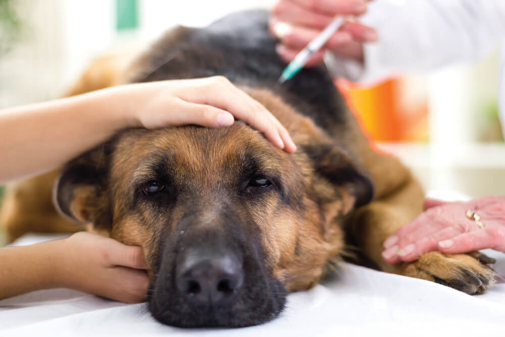 犬の予防接種の注意点