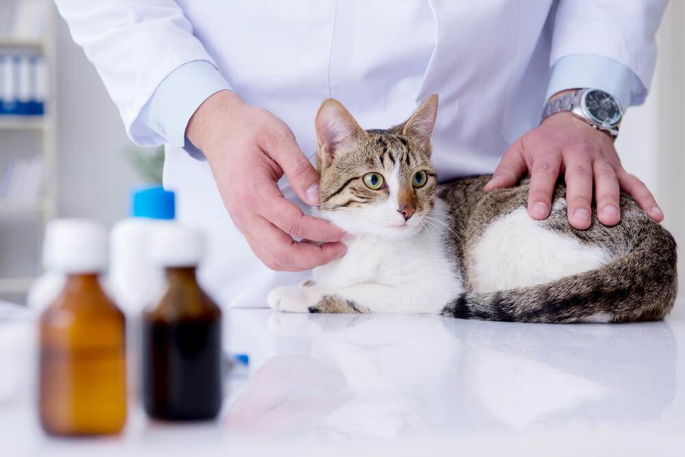 猫の予防接種は何種類受けるべき？
