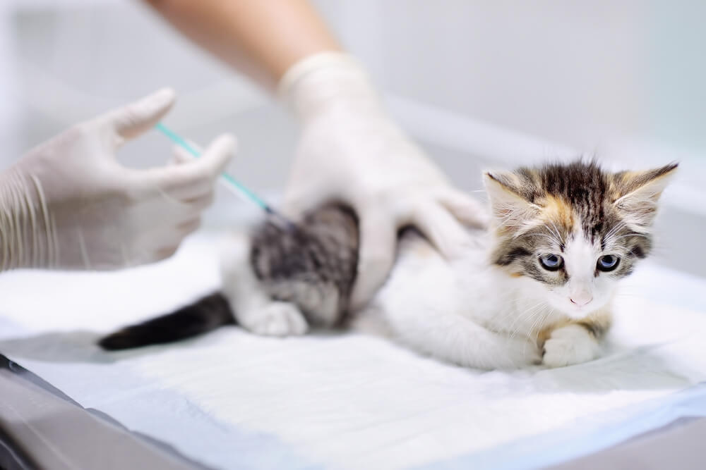 愛猫のワクチン接種状況は必須情報