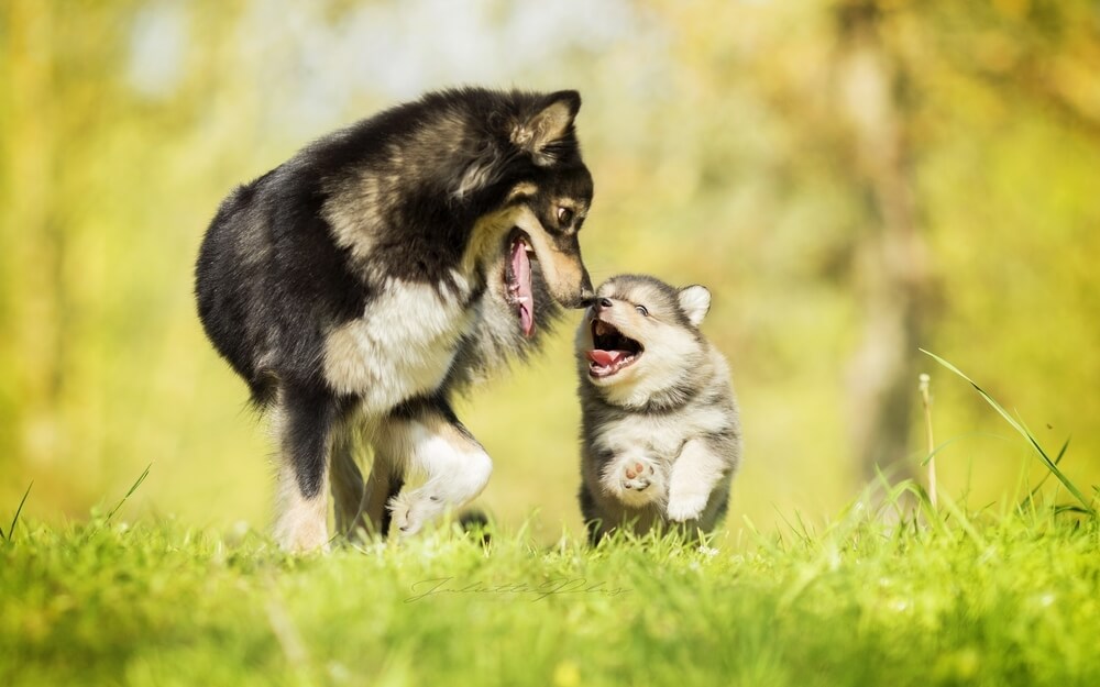 先住犬がいる場合の多頭飼いのポイント