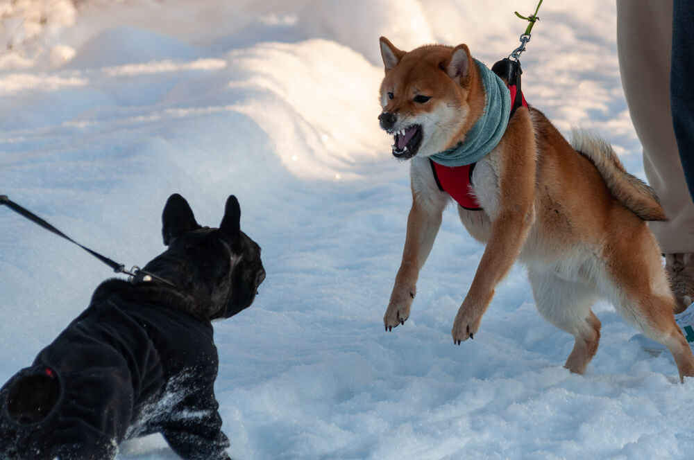 柴犬の性格的な特徴