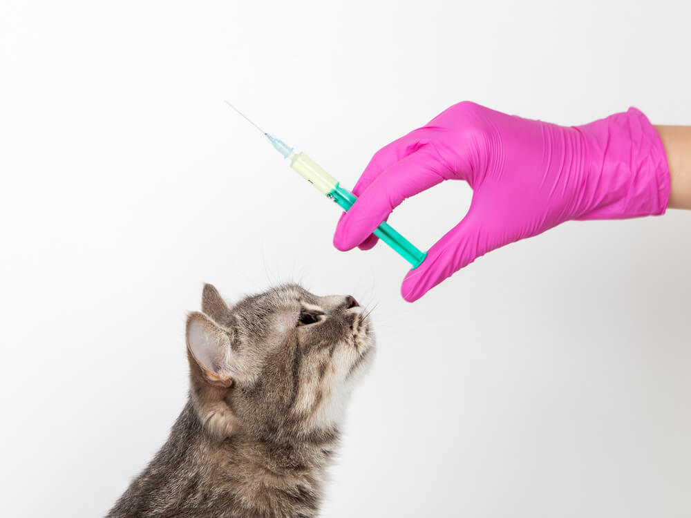猫の予防接種を受ける時期・回数・費用は？