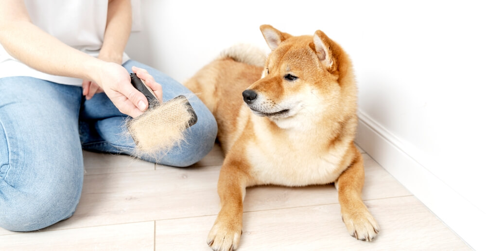 柴犬の飼育は抜け毛が大変