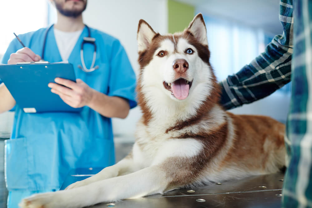 犬の予防接種の接種実態