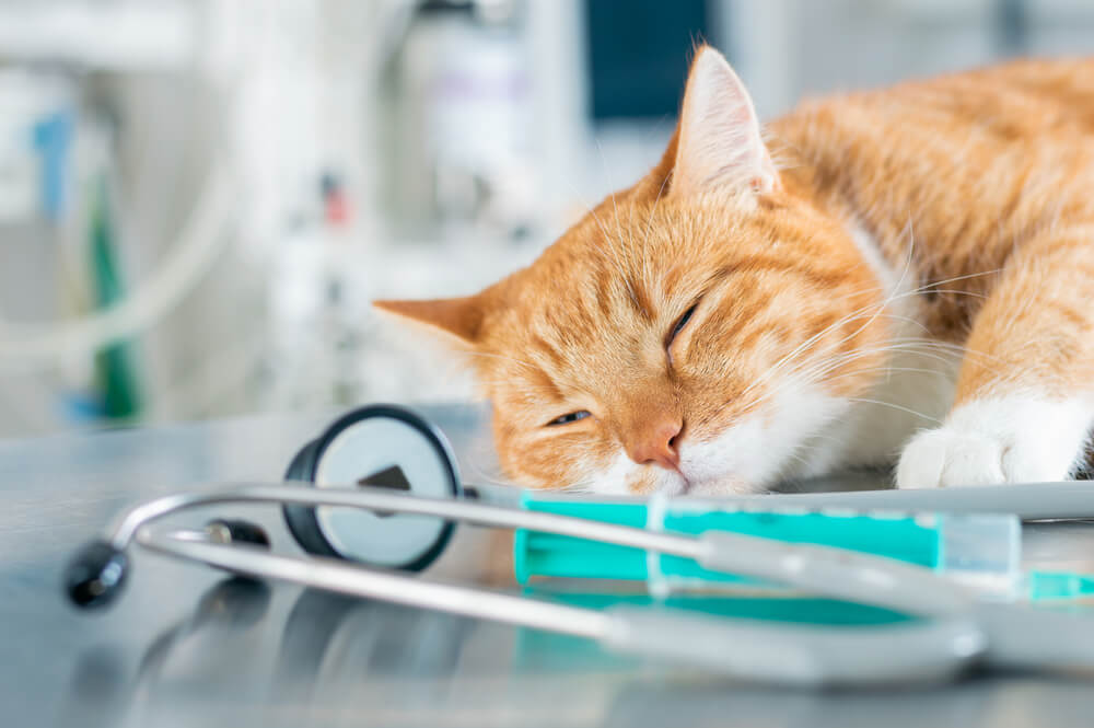 猫の予防接種に副作用はある？