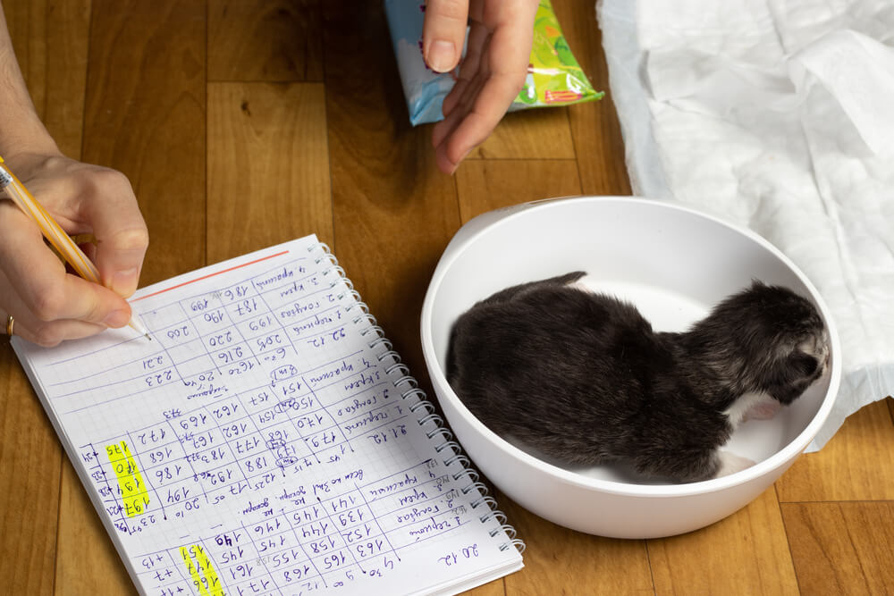 日頃から愛猫の健康状態を記録しておくことが大切