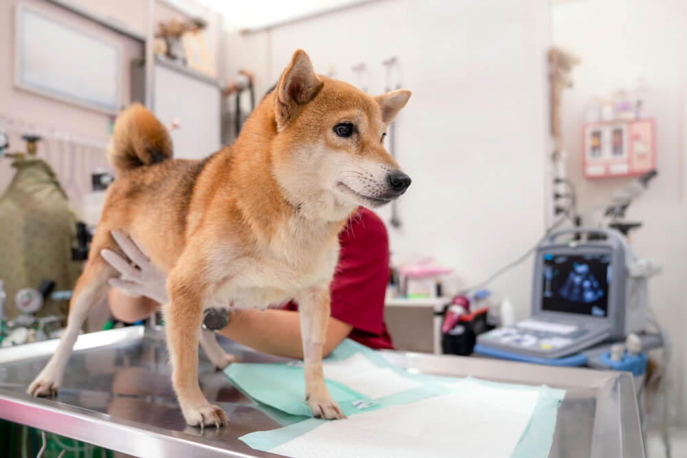 柴犬のなりやすい病気