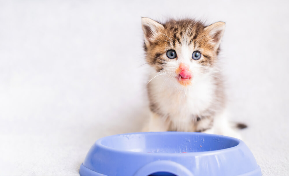 愛猫にぴったりの食事を探す