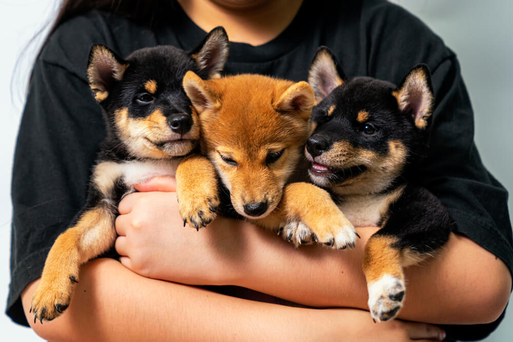 柴犬の多頭飼育をする前の準備