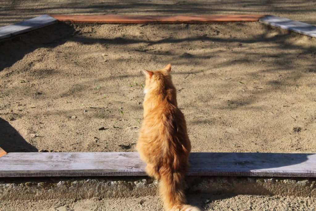 【獣医師監修】猫を多頭飼いする際のトイレはどうする？理想的なトイレ環境を解説