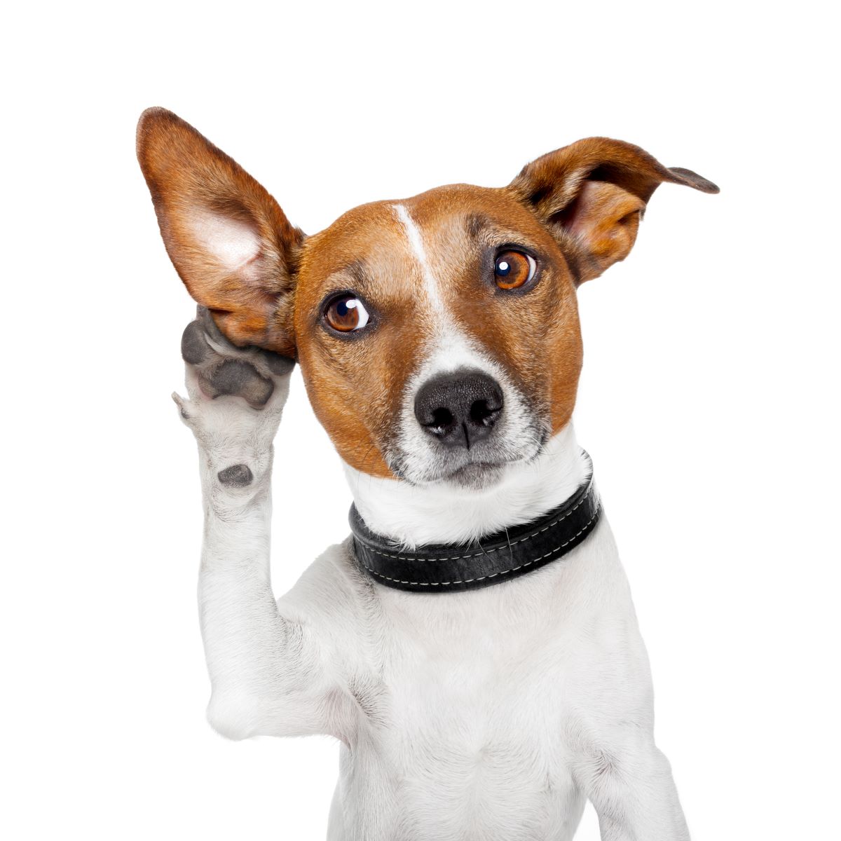 【獣医師監修】犬の外耳炎とは？症状や原因、外耳炎になりやすい犬種について解説