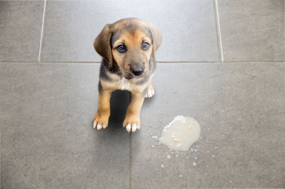 【獣医師監修】子犬が吐くのはなぜ？考えられる理由と病院受診のポイント