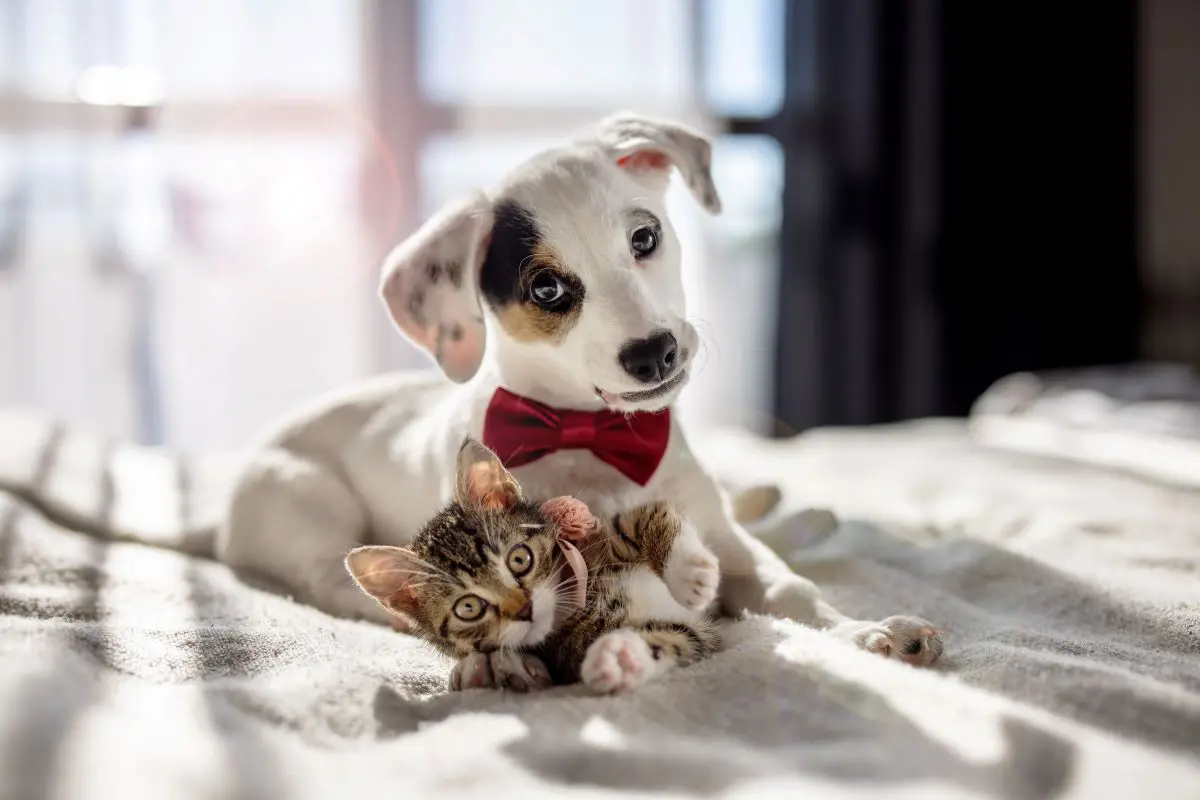 獣医師監修】犬と猫の多頭飼いはできる？両方飼う場合に楽しく