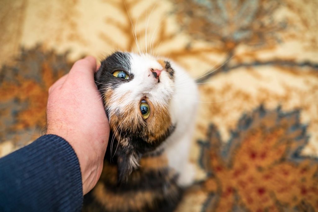 【獣医師監修】猫の多頭飼いのポイントは年齢と性別！先住猫と相性のよい猫の迎え方