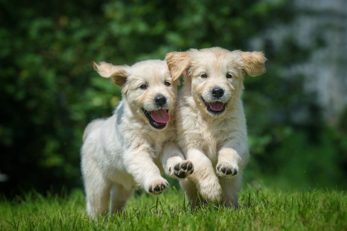 【獣医師監修】子犬のお散歩はいつから？ワクチン接種が関係する？お散歩デビューのポイント解説