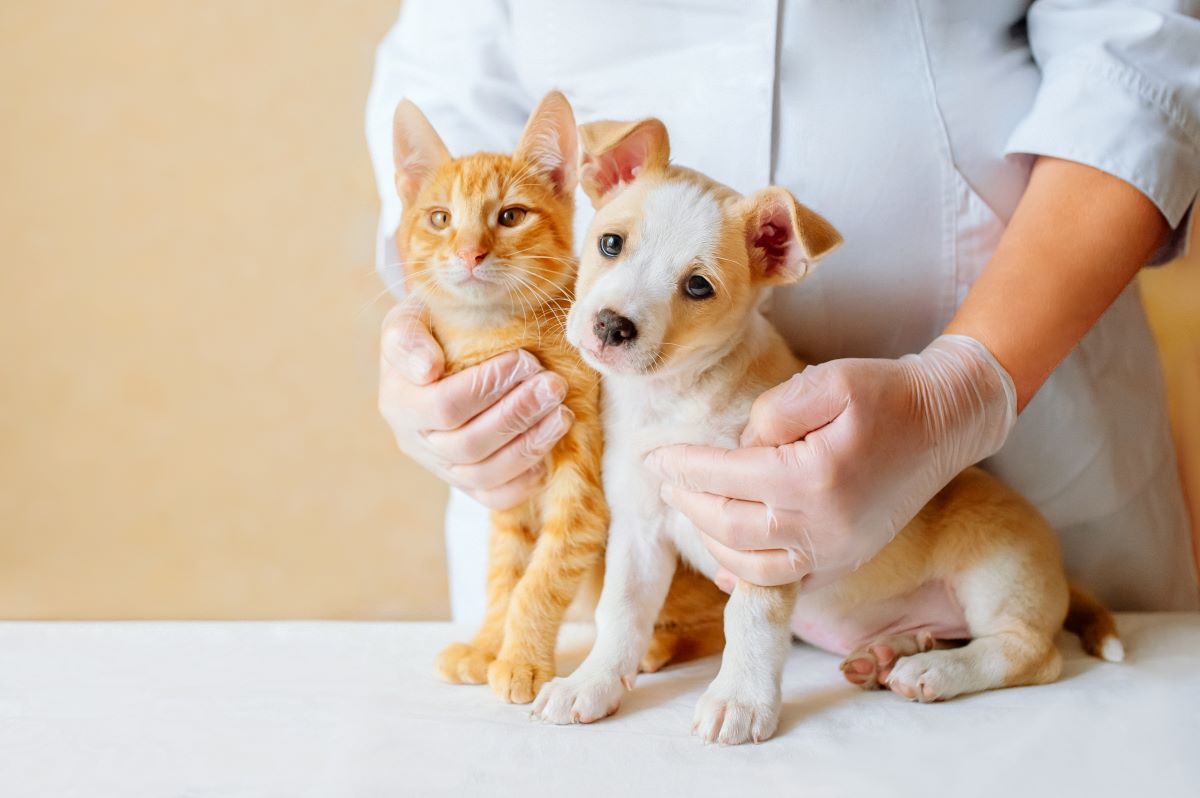 ペットの入院・手術・通院費はいくら？ペット保険の補償事例も公開！