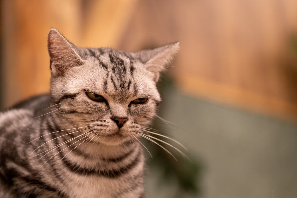 ストレスによっておこる猫の不調