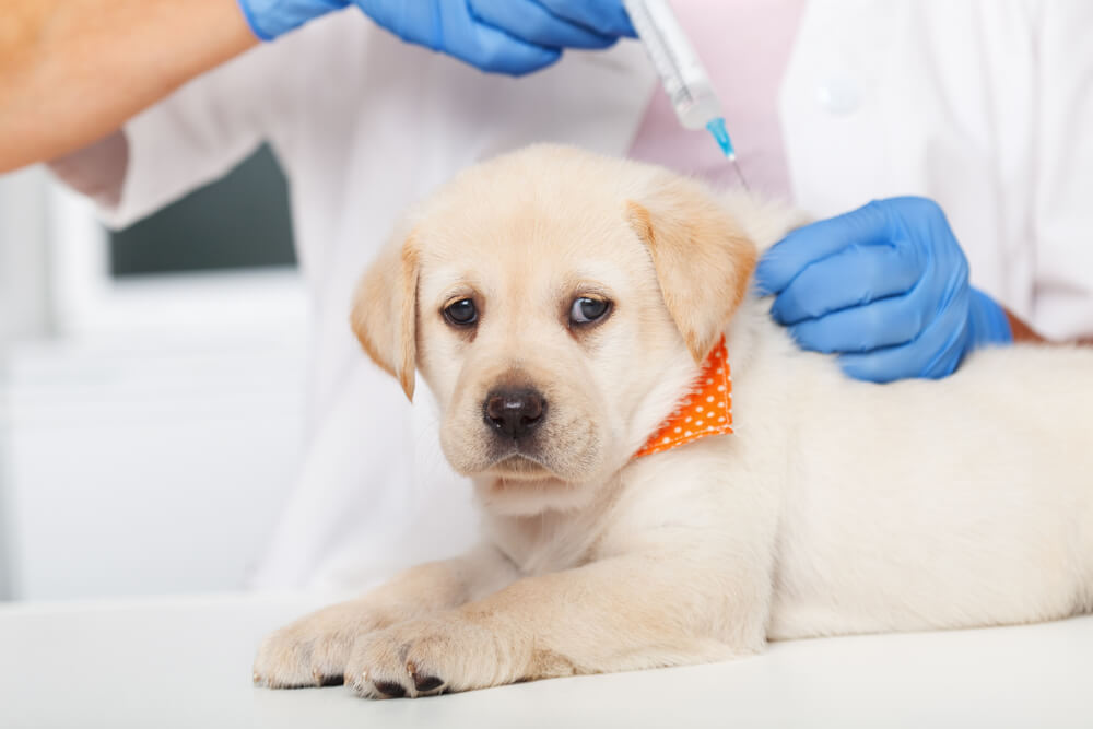 子犬のお散歩デビューの時期目安