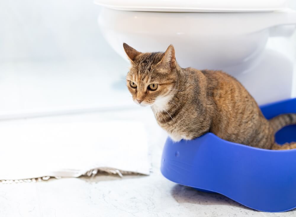 猫がトイレを気に入らないときのサイン