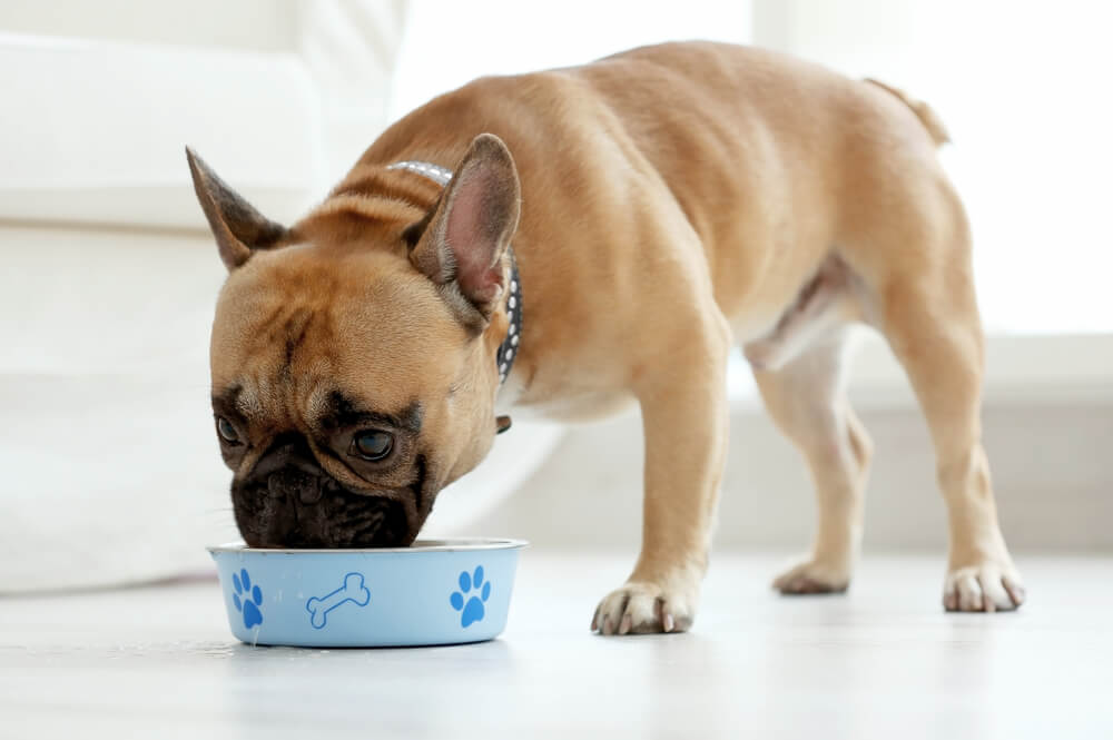 【犬の食事の与え方】離乳後の成長中期＜生後６か月〜1歳頃＞