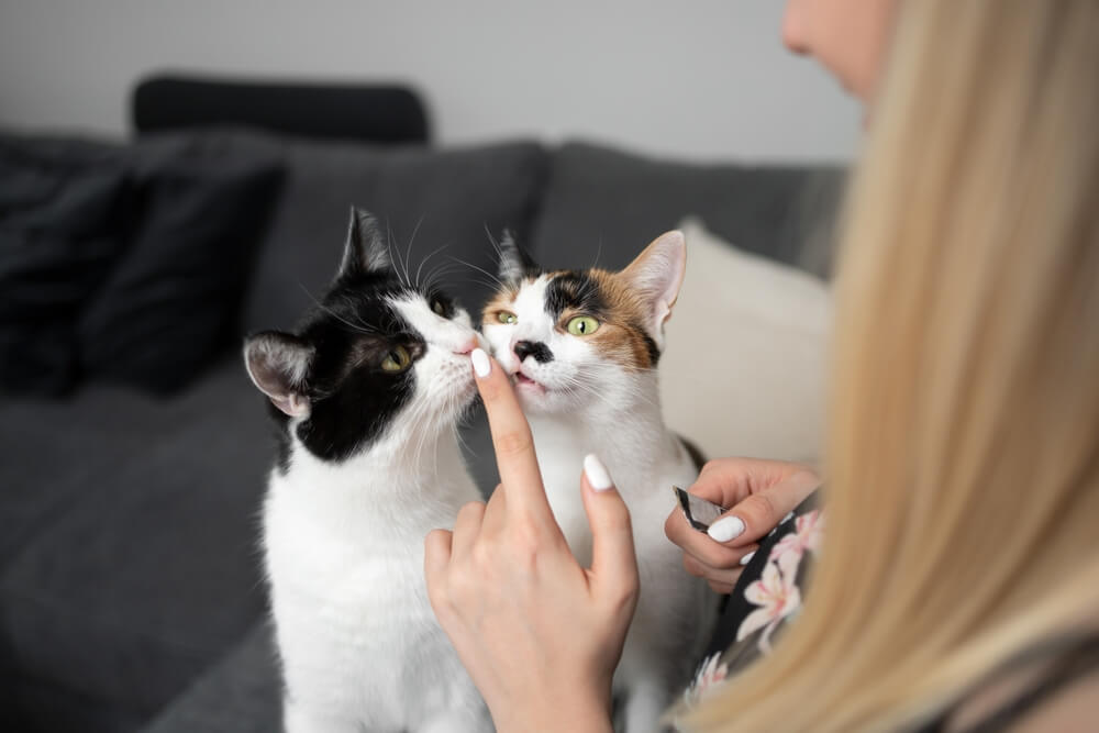 成猫メス同士は仲良くなりやすい