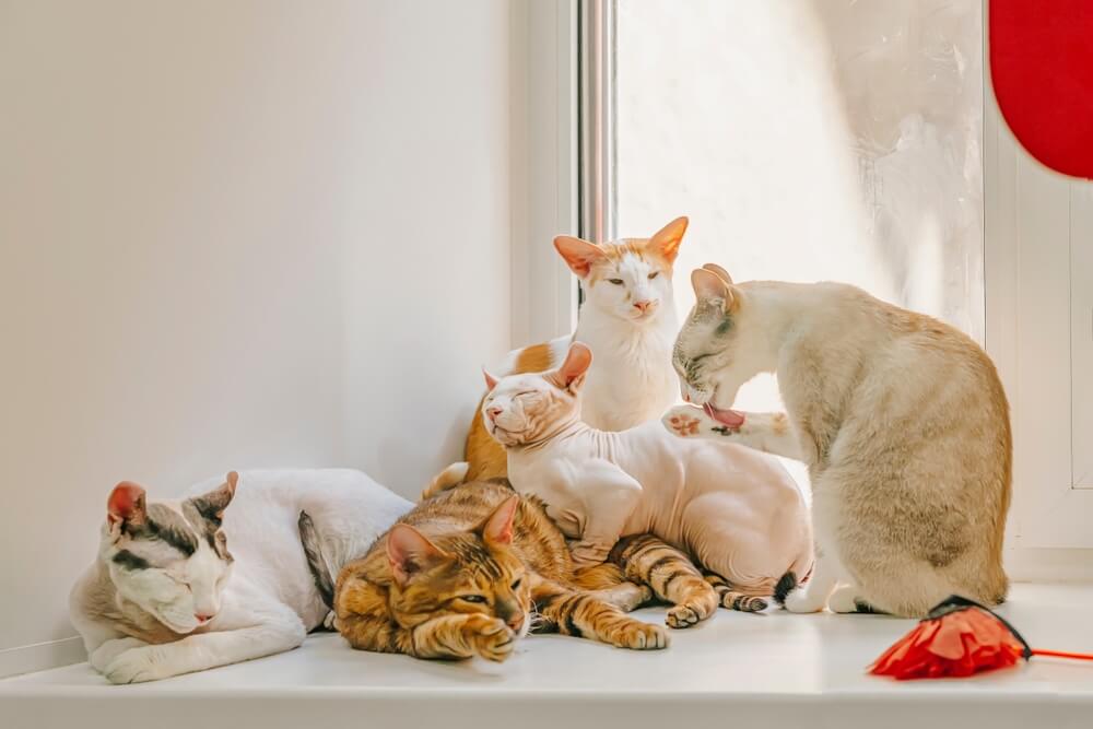 猫の多頭飼いの時のトイレの注意点