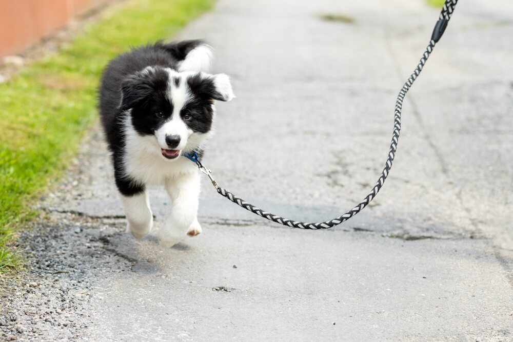 子犬のお散歩デビューの準備