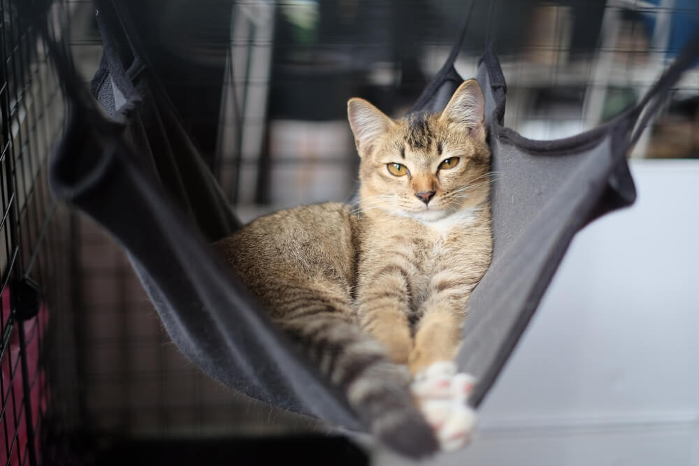 猫を多頭飼育する際に揃えておきたいアイテム