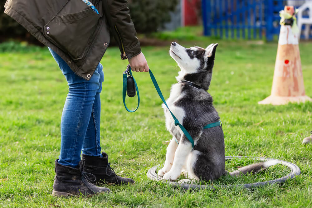 子犬のしつけを始めるタイミングと事前準備