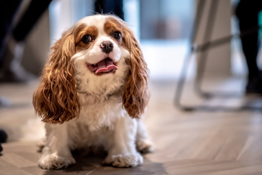 犬はどんなものを吐く？代表的な嘔吐物とその特徴