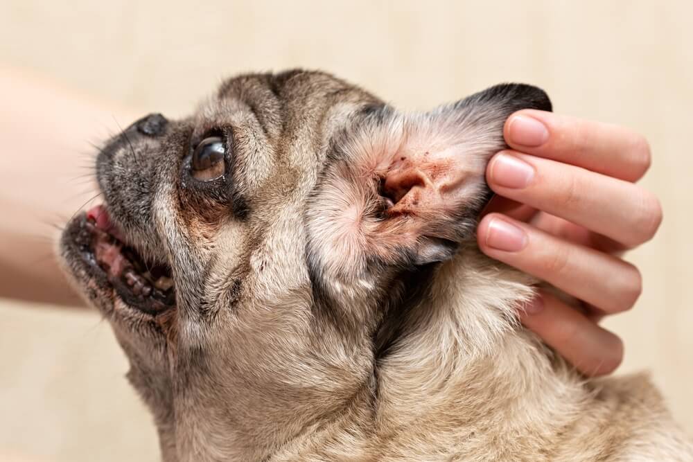愛犬の耳に耳垢がついている！それって外耳炎？