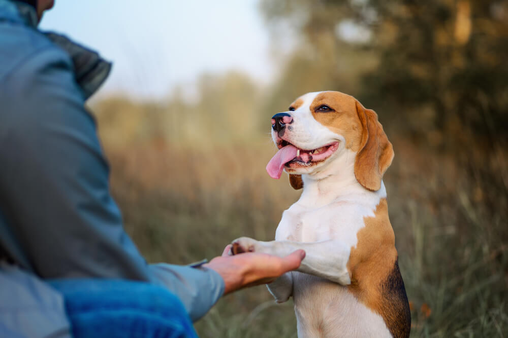 子犬にしつけておきたい事柄