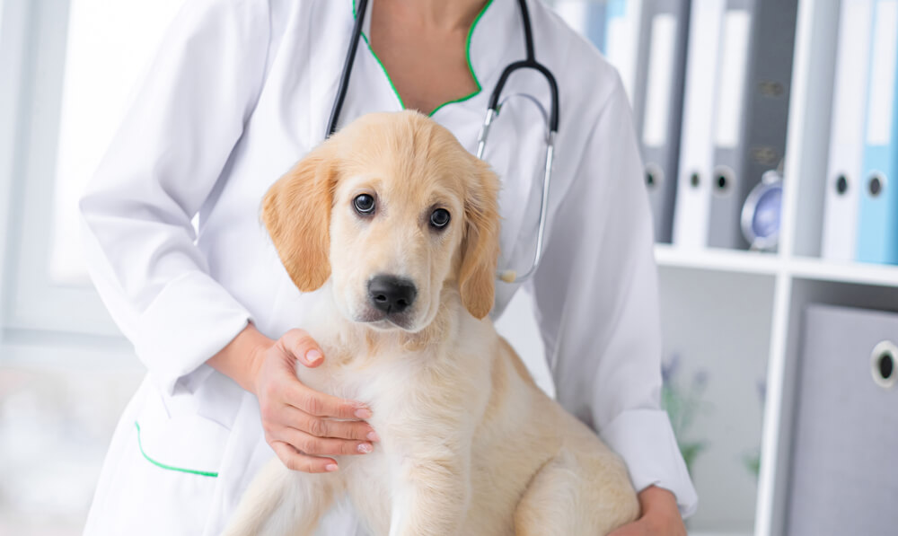 子犬が吐く原因・考えられる病気