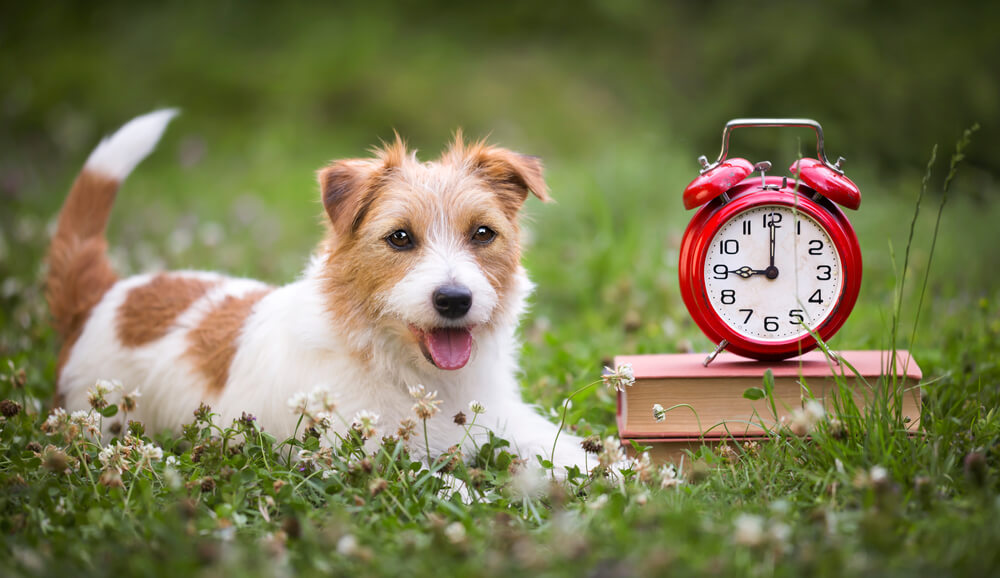 子犬のお散歩時間