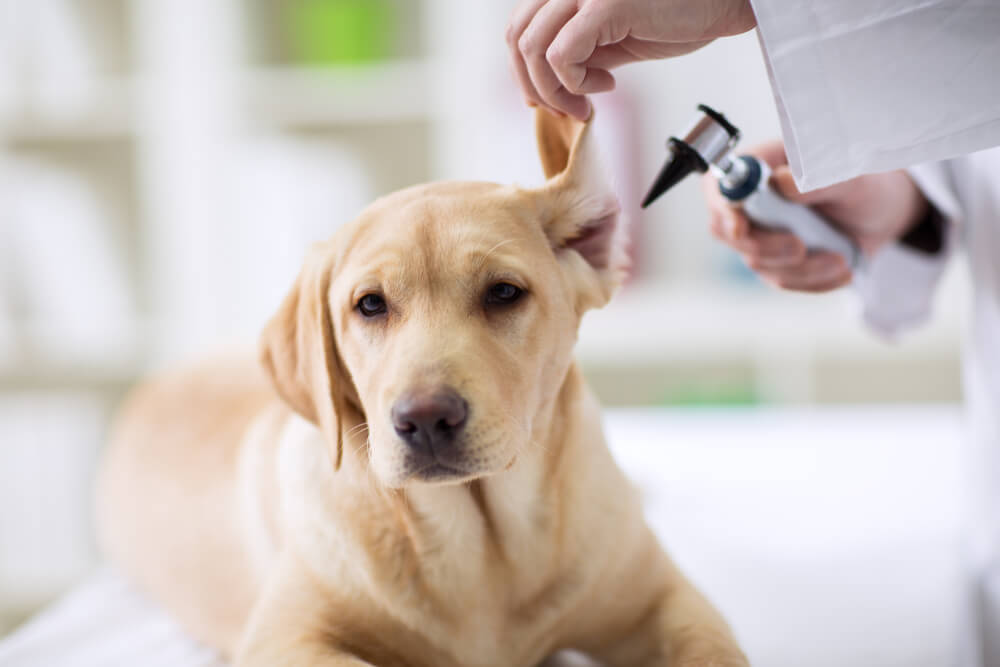 犬の外耳炎の治療は？