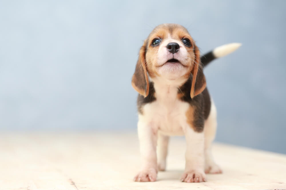 新しい犬のケージを選ぶ時の注意点