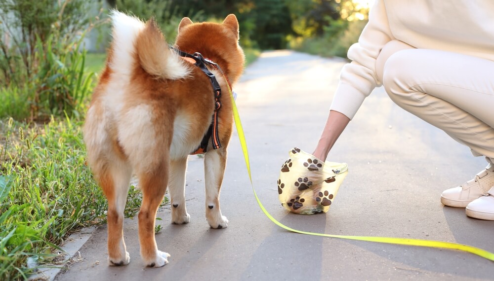 子犬のお散歩のマナー・注意点