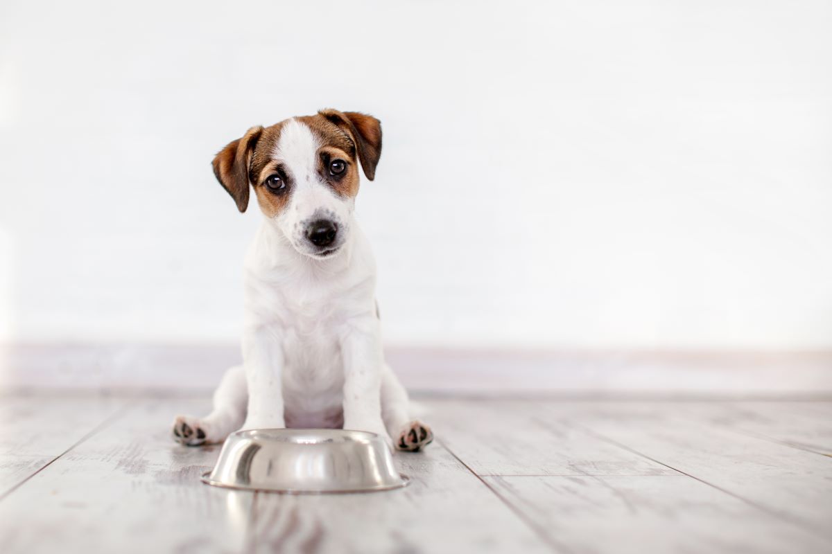 【獣医師監修】子犬がご飯を食べない！原因の見つけ方と対処法を解説