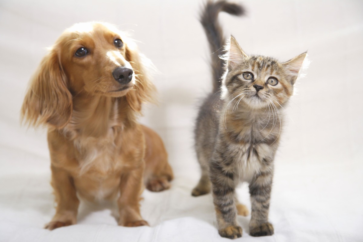【猫の場合】ペット保険の保険料相場は月々いくら？